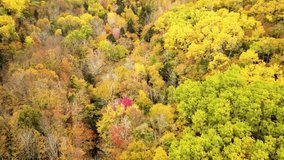 Autumn color forest, Cinema 4k aerial tilt view over colorful autumn trees