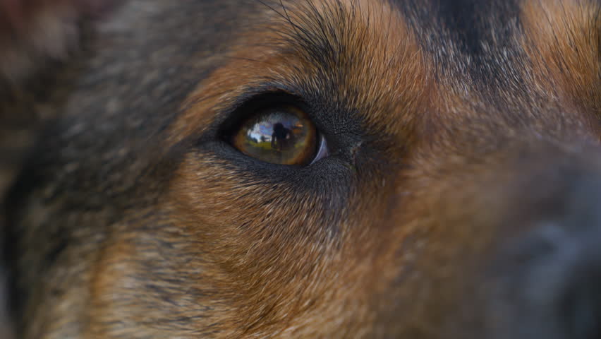 CLOSE UP, DOF: Beautiful and curious brown eyes of a cute mixed breed shepherd dog, showing the expressive and attentive nature of a loyal furry companion. Amazing details of dogs facial features.