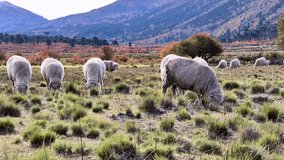 Patagonian lamb grazing. Video 4k