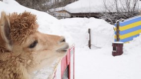 Full HD video. Woman feeds an alpaca with carrot, apple. Female hand. Close-up of head of curly wool llama at winter. White snow. Concept, wild life, walk, cold weather, zoo, park, pet care, farm