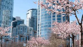 various recognizable places and attractions of Vancouver in Canada city center parks places for people to walk roads in spring good weather clean downtown blue sky huge buildings. skyscrapers 