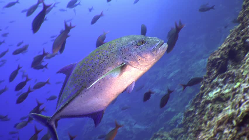 Close-up of a grouper (Epinephelus lanceolatus) swimming near rocky formations at Cocos Island.  grouper