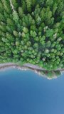 Vertical Screen: This video Shows A Single Car Making Its Way Along A Road, Nestled Deep Within A Dense, Emerald Forest In Washington, Highlighting Solitude And Beauty. 