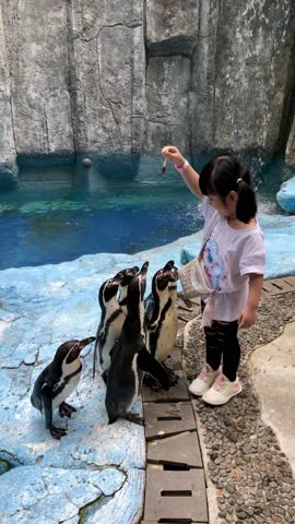 A beautiful little girl from Asia feeds fish to the Humboldt Penguin in its cage at the zoo in the morning.