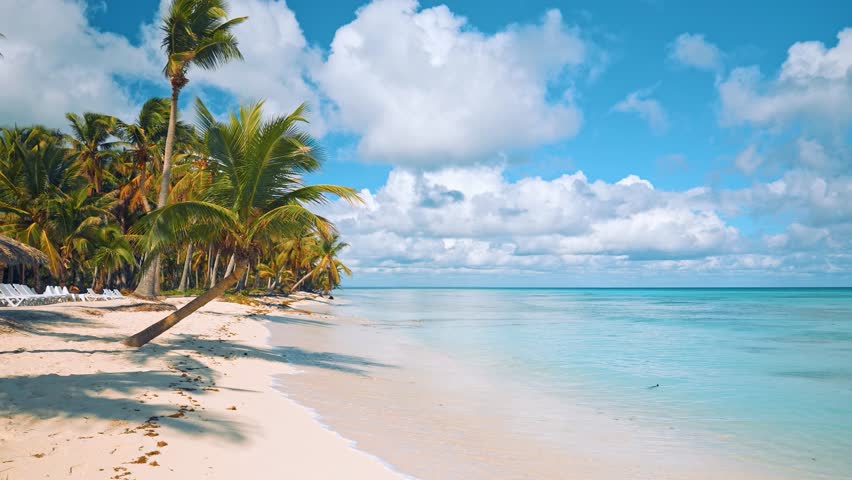 Exotic Dominican beach with tall palm trees on white sand. Summer holiday and vacation concept for tourism. Inspiring tropical landscape. Calm relaxing beach, tropical landscaping.