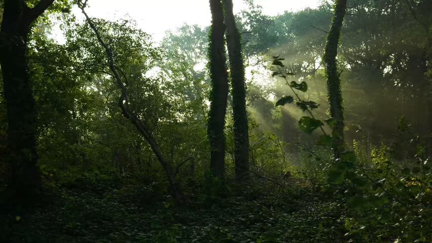 Trees forest woods, Sun rays emerging though the green tree branches. Magical forest with warm sunbeams illuminating green oak tree. Gimbal high quality shot.
