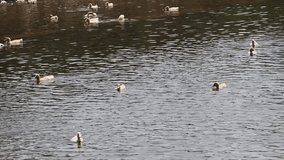 Ducks glide peacefully across a calm river landscape.