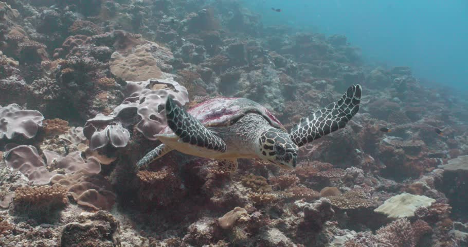 The hawksbill sea turtle (Eretmochelys imbricata) is a critically endangered sea turtle belonging to the family Cheloniidae. It is the only extant species in the genus Eretmochelys. Royalty-Free Stock Footage #3503356807