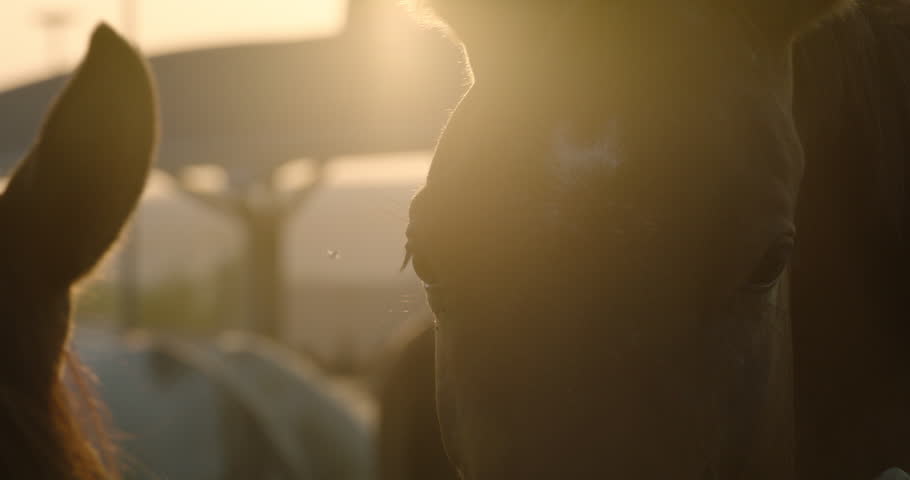 SLOW MOTION, CLOSE UP, LENS FLARE,  Horse