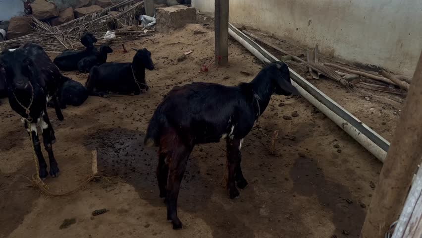 
Inside view of a goats living area