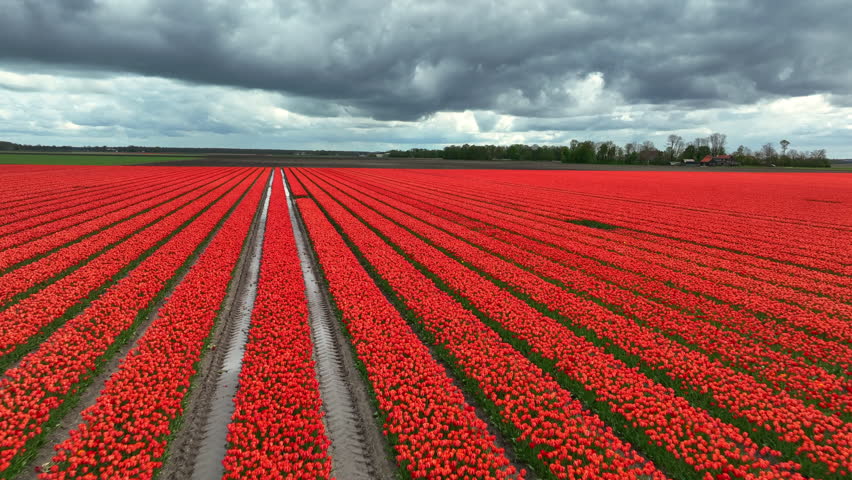 Tulip field aerial drone flying over beautiful colored tulip agriculture field in Flevoland Netherlands. Tulip fields color various areas in Holland during springtime.
