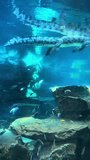 Crocodile  in the aquarium, close up. High quality 4k footage