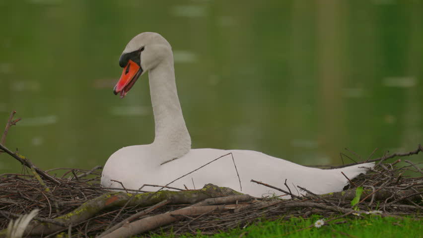 Female white swan sits on a nest on the lake
