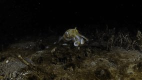 Bigfin Reef Squid - Sepioteuthis lessoniana is swimming in the nigth. 4K underwater video. Night diving in Tulamben, Bali, Indonesia. 
