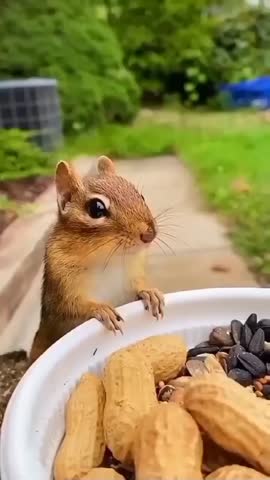 In the video, a delightful chipmunk perches on a log, engrossed in munching a peanut. With evident enjoyment, the chipmunk savors its snack, creating an endearing and amusing scene.