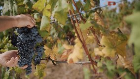 ripe grapes ready for harvesting. viticulture. vineyard. viniculture. Grape Growing. Winery and Wine Business. Winemaking.  - Powered by Shutterstock - Get 15% off with code: PIKWIZARD15