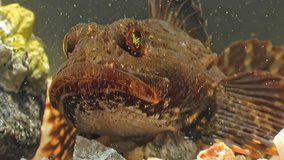 Close-up video of flatfish with predatory gaze, emphasizing sharp survival instincts in underwater world. Fish's eye reflects light, adding intensity to scene, surrounded by natural debris.