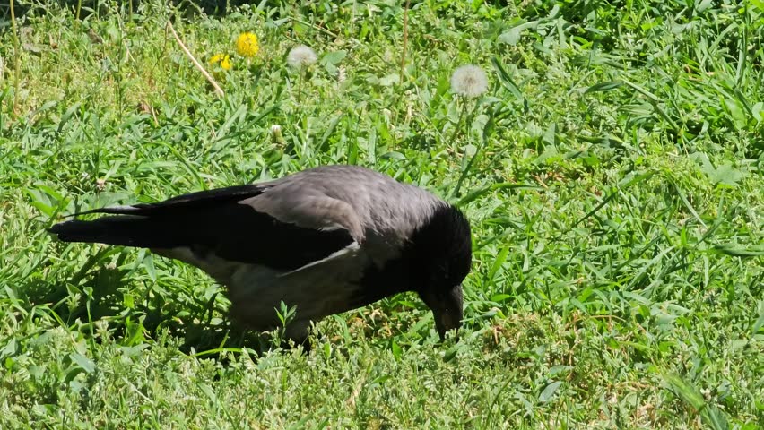 A crow eats a chopped walnut on a lawn with green grass.
