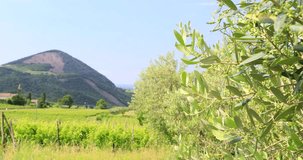 Seasonal flowering of wineyards in Rovolon, Italy