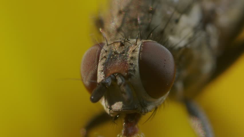 Macro shot of fly