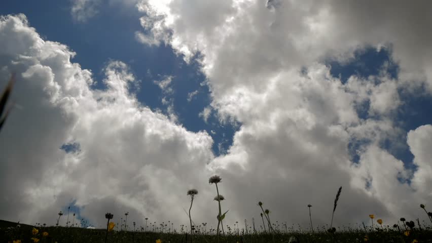 TimeLapse. Cloudy sky over the meadow. The bee sits on a flower. wide angle view