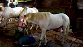Multiple Clips In one - horses in the stable - peeing, eating, barking, white horses use in indian marriage for groom entry in marriage hall