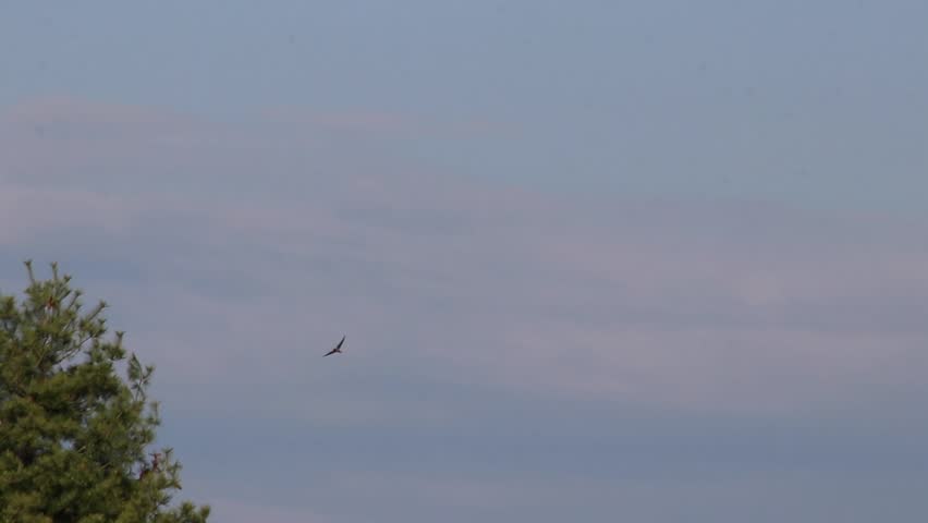 barn swallow bird in flight