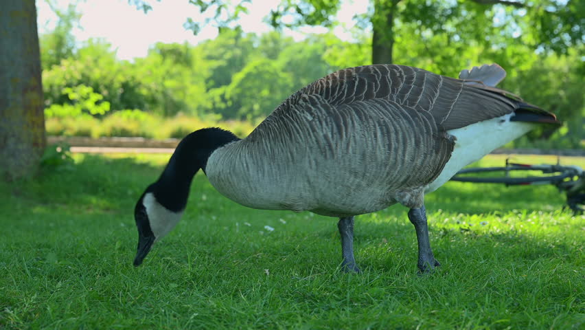 Two Canadian geese eating in the park by the river
