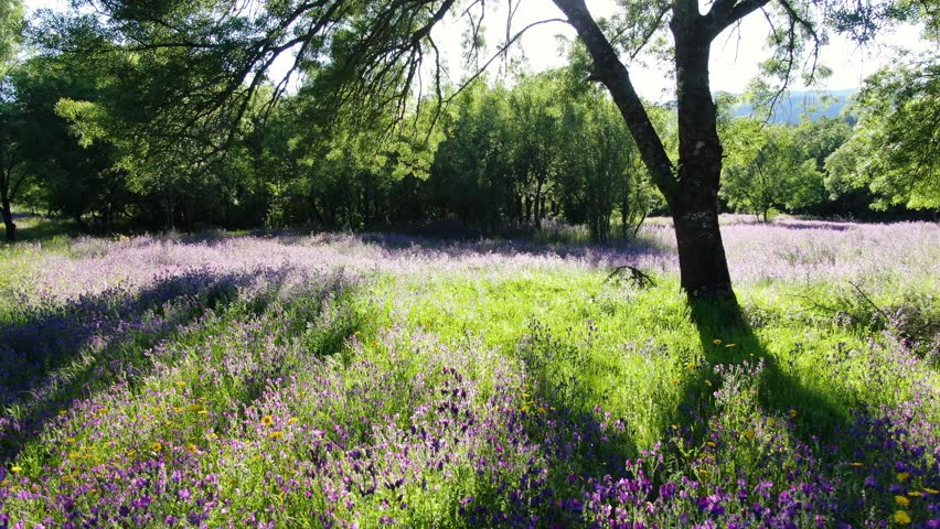 flight in reverse at ground level with a drone against light in a meadow with ash trees and discovering a variety of violet, yellow and white flowers with green grass Tietar Valley Avila Spain