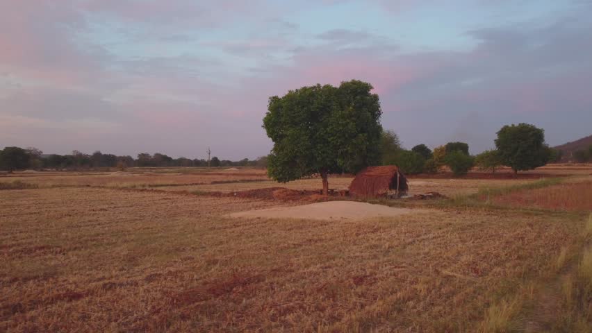 Pan drone shot of a small old hut in a harvested wheat farm during sunset time with beautiful clouds in north india