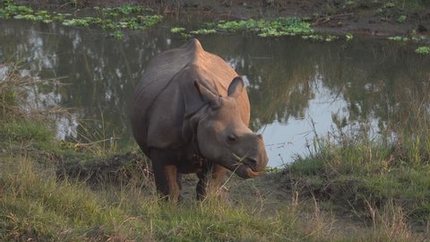 Young greater one-horned rhino (Rhinoceros unicornis) in Chitwan national park, Nepal