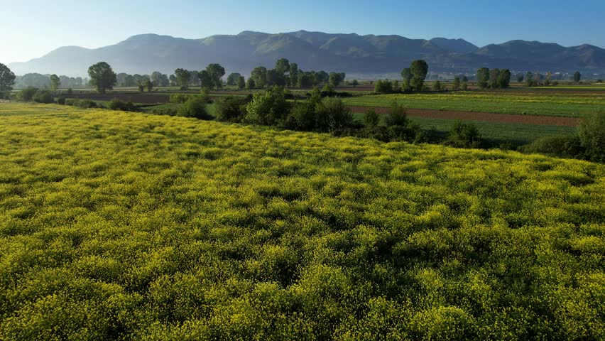 Spring Morning Vibrant Fields with Agricultural Parcels, Blooming Flowers, and Lush Green Trees, Colorful Landscape