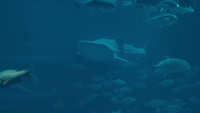 Whale Sharks Inside The Osaka Aquarium Kaiyukan In Osaka, Japan. Closeup Shot
