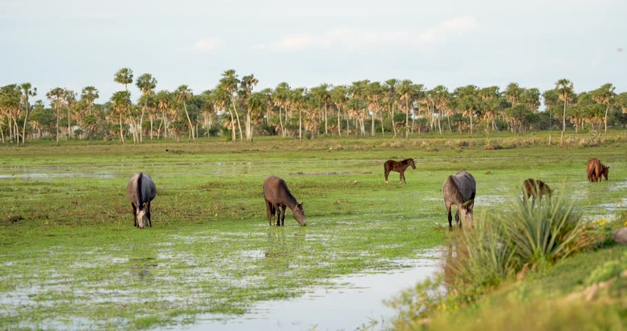 Group of wild horses grazing on a green pasture in Argentina. Animal relaxation.