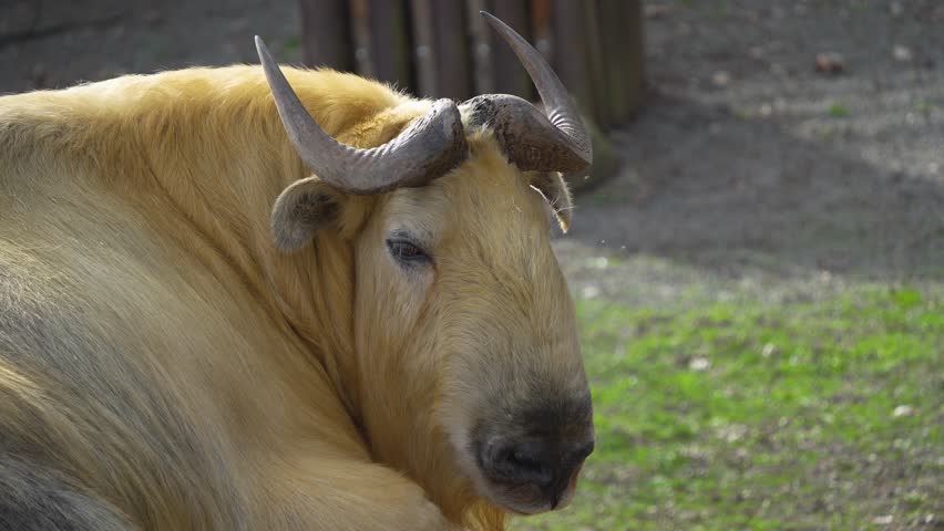 Close view of a takin mountain goat resting and moving his head	