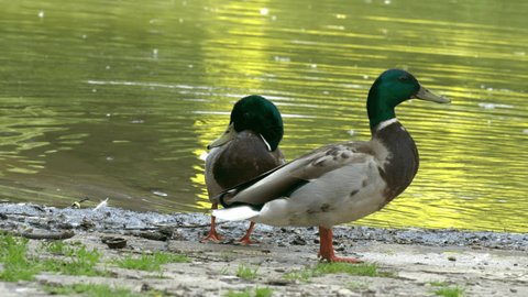 Wild ducks clean themselves in a pond in a public park during a sunny summer day Video stock