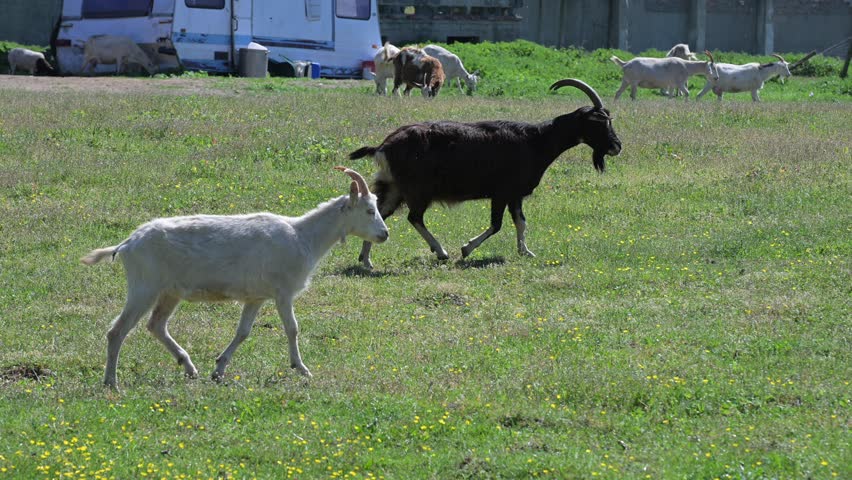 Goats grazing in a pasture during a sunny day on one of the ecological farms near a large city