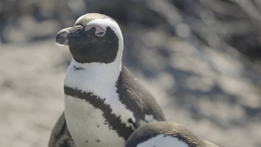 Extreme Close Up African Penguin With Shallow DOF Looks Around and Opens Mouth
