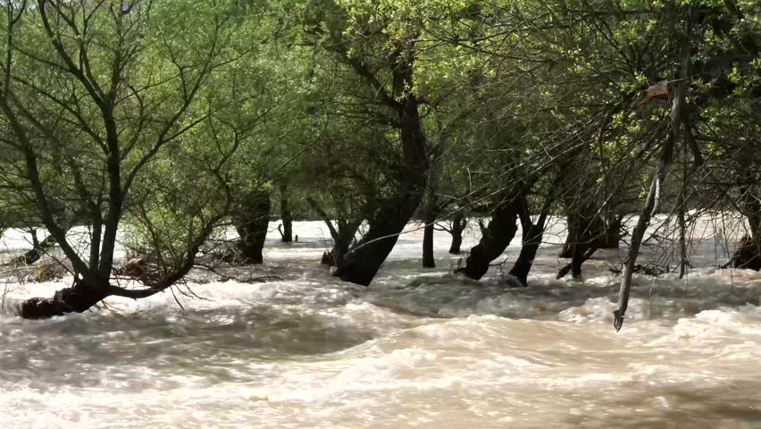 River overflows, flooding trees and land in a lush forest during spring, with fast-moving water surrounding trunks.