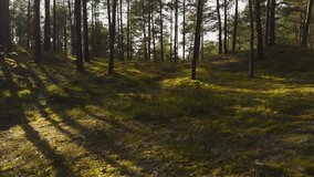 Sunlight filters through trees, creating shadows on the forest floor - Powered by Shutterstock - Get 15% off with code: PIKWIZARD15