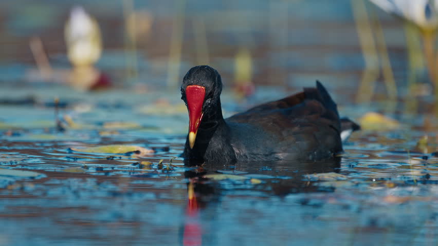 Common Gallinule walks and forages among the lilies on the pond during sunny day