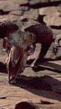 Dry Goat Skull Bone on stones under sun