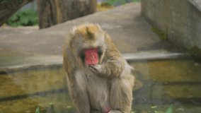 A funny monkey sits and scratches itself in slow motion