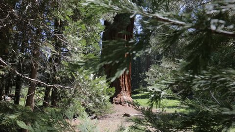 A racking focus shot, looking through the trees shifting focus to a giant sequoia tree in the background.