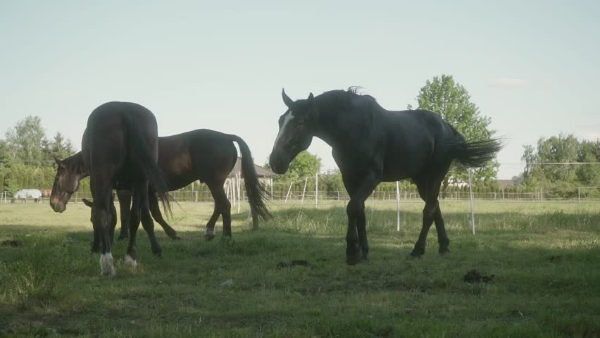Three horses are walking on the grass in a meadow surrounded by an electric shepherd. Domestic horses graze on a livestock farm.