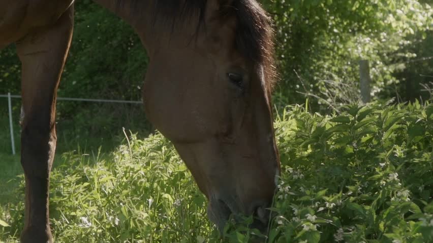 The muzzle of a horse eating grass and nettles in close-up. A horse grazes in a sunlit meadow on a pasture of a livestock farm surrounded by an electric shepherd.