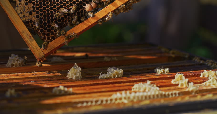 Working bees on a honeycomb covered with beeswax