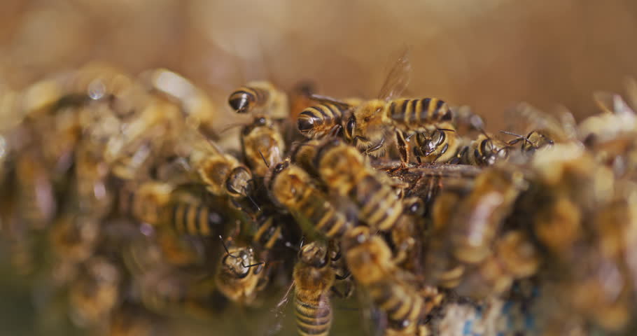 Close shot of busy bees making honey in the hive