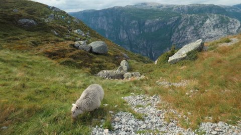 High Angle. Extreme Long Shot. Amazing Norwegian landscape. Single sheep graze on beautiful yellow green field, meadow, on hill. Typical Nordic wind and overcast. Sheep eat grass on top of mountain