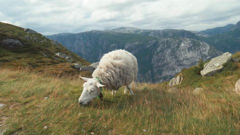 Amazing Norwegian landscape. Single sheep graze on beautiful yellow green field, meadow, on hill. Typical Nordic wind and overcast. Long Shot. Curly white cute lamb. Sheep eat grass on top of mountain
